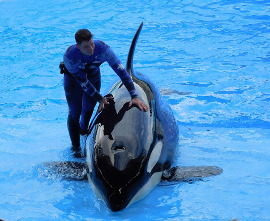 Kosatka v zábavním parku SeaWorld
