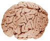 mozek2